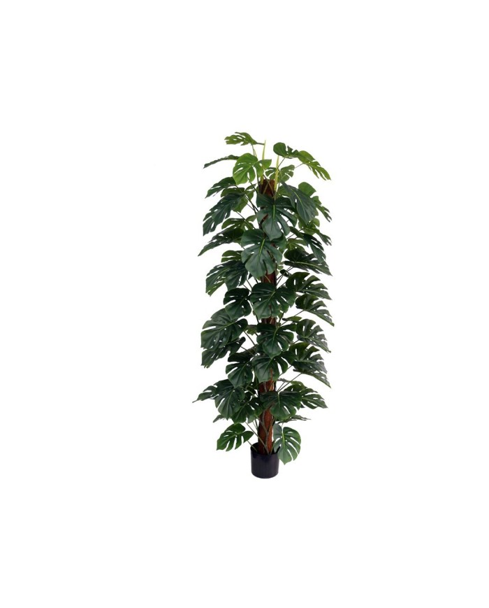 PLANTA MONSTERA X 63 T/ COCO 182 CM
