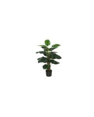 PLANTA POTUS X 18 T/ COCO 75 CM