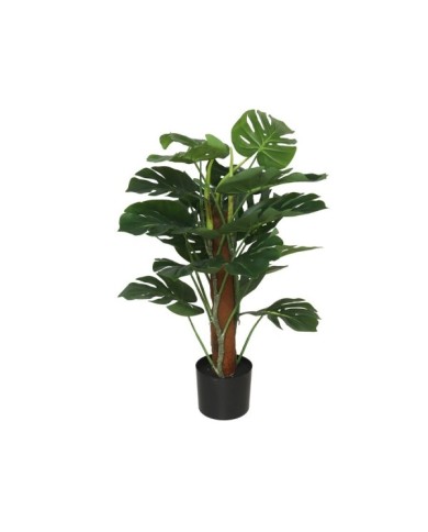 PLANTA MONSTERA X 18 T/ COCO 75 CM