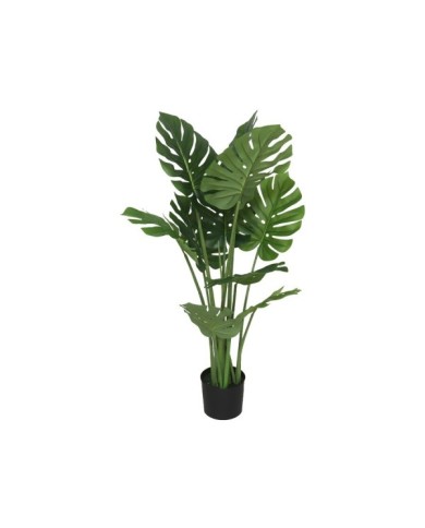 PLANTA MONSTERA X 10 - 110 CM