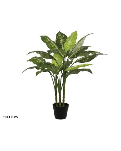 PLANTA DIEFFENBACHIA X 3 - 90 CM