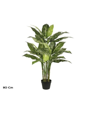 PLANTA DIEFFENBACHIA X 5 - 110 CM