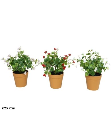 MACETA GERANIO MINI X 5 - 25 CM (S)