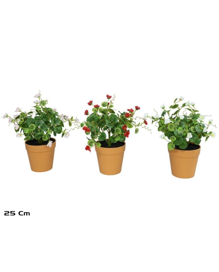 MACETA GERANIO MINI X 5 - 25 CM (S)