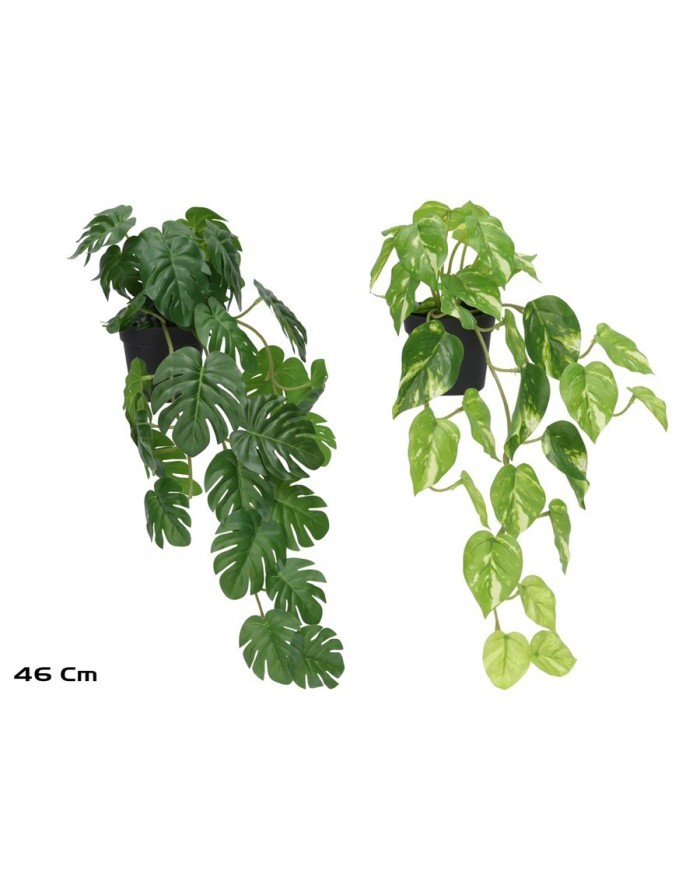 MACETA MONSTERA - POTUS X 30 - 46 CM (S)