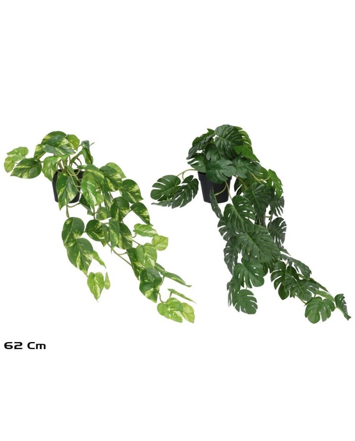 MACETA MONSTERA - POTUS X 51 - 62 CM (S)