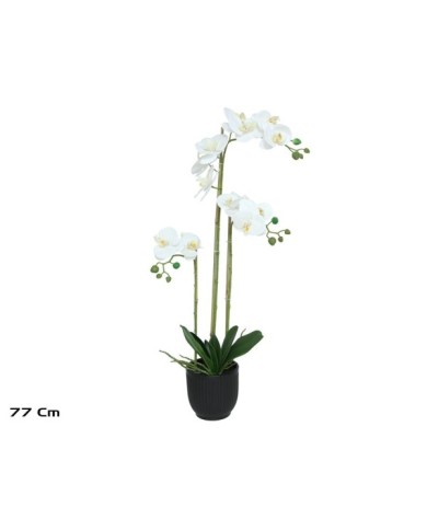 MACETA (N) ORQUIDEAS X 14 R/T-77 CM (BL)