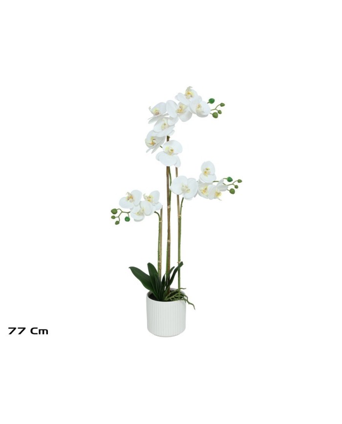 MACETA (B) ORQUIDEAS X 14 R/T-77 CM (BL)