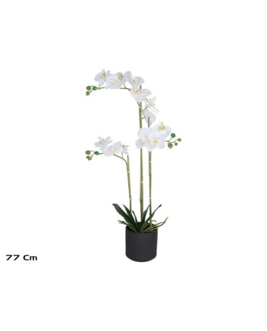 MACETA (N) ORQUIDEAS X 3 R/T-77 CM (BL)