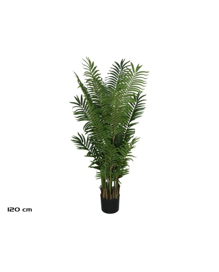 PLANTA PALMA ARECA X 15 - 120 CM