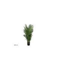 PLANTA PALMA ARECA X 15 - 120 CM