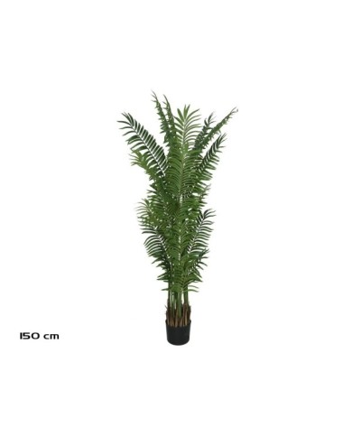 PLANTA PALMA ARECA X 20 - 150 CM