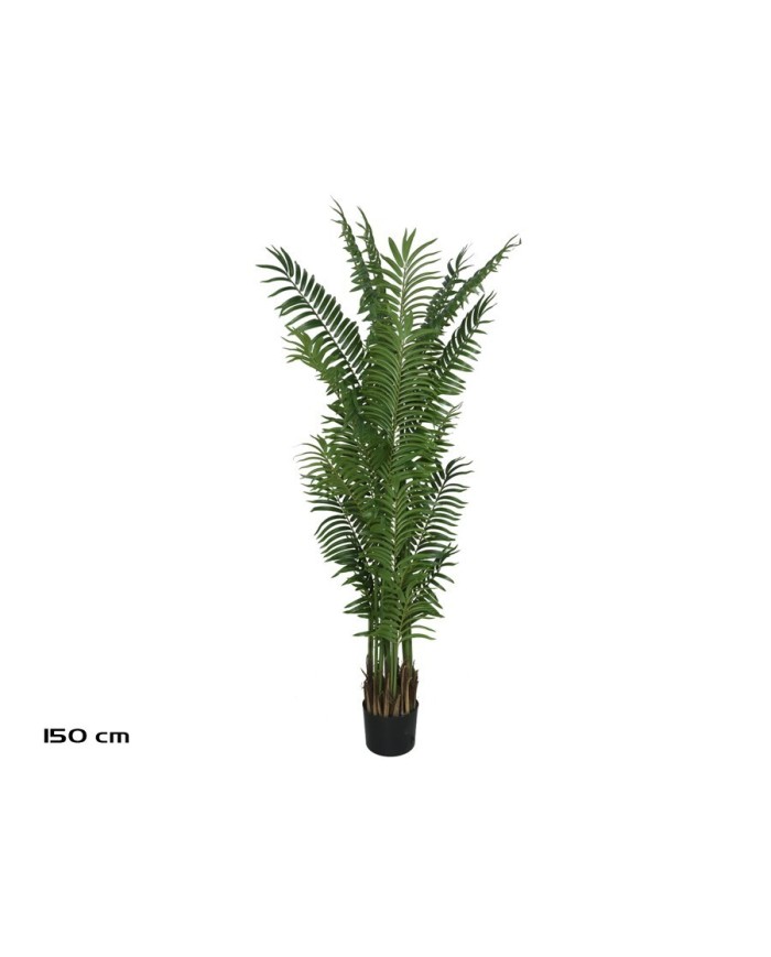 PLANTA PALMA ARECA X 20 - 150 CM