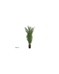 PLANTA PALMA ARECA X 26 - 180 CM