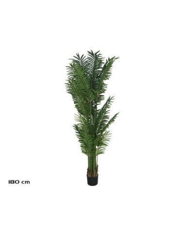 PLANTA PALMA ARECA X 26 - 180 CM