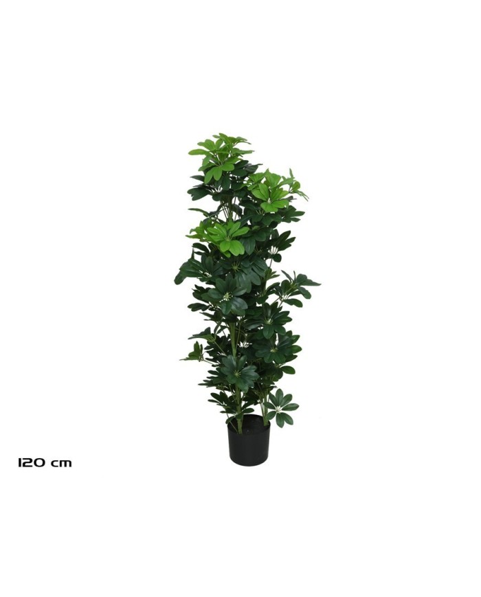 PLANTA SCHEFFELERA X 3 - 120 CM