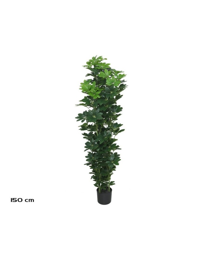 PLANTA SCHEFFELERA X 3 - 150 CM