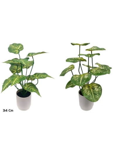 MACETA CALADIUM-BEG X 12 LVS - 34 CM (S)