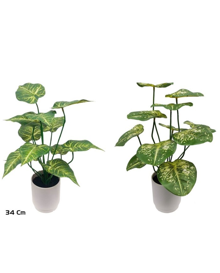 MACETA CALADIUM-BEG X 12 LVS - 34 CM (S)