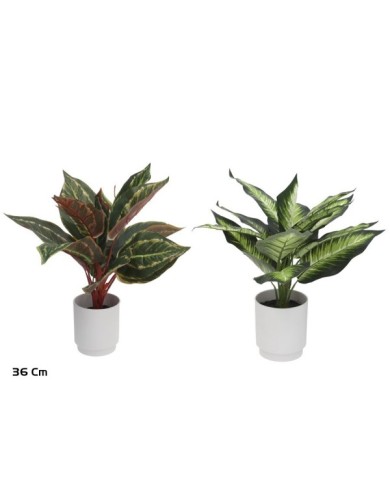 MACETA DIEFFENBACHIA X 13 LVS - 36 CM(S)
