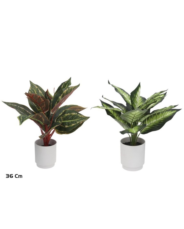 MACETA DIEFFENBACHIA X 13 LVS - 36 CM(S)