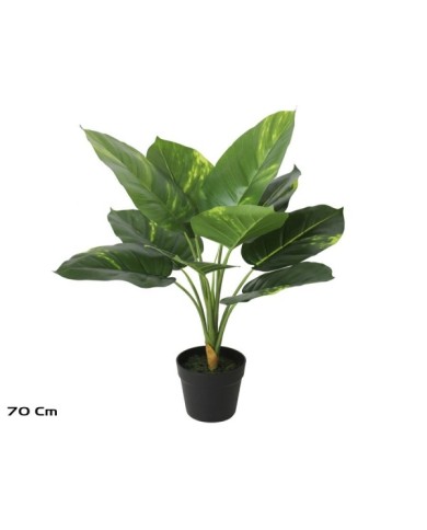 PLANTA POTHOS X 10 - 70 CM