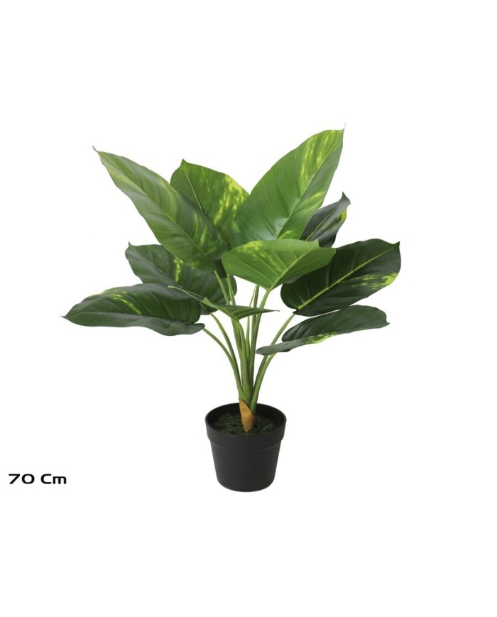 PLANTA POTHOS X 10 - 70 CM
