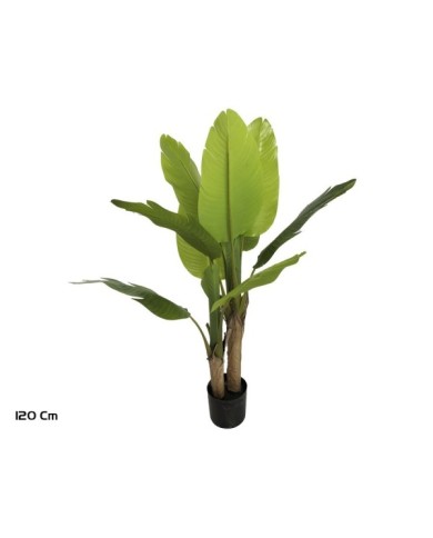PLANTA PLATANERO X 10 LVS R/T 120 CM