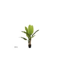 PLANTA PLATANERO LVS R/T 240 CM