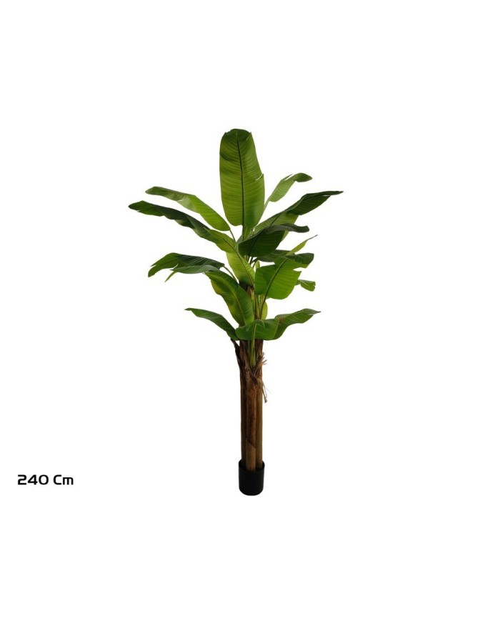 PLANTA PLATANERO LVS R/T 240 CM