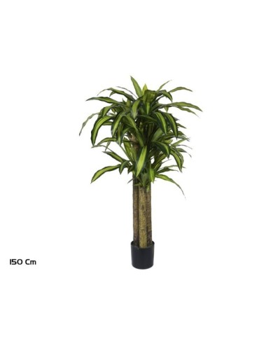 ARBOL DRACENA  X 3 150 CM