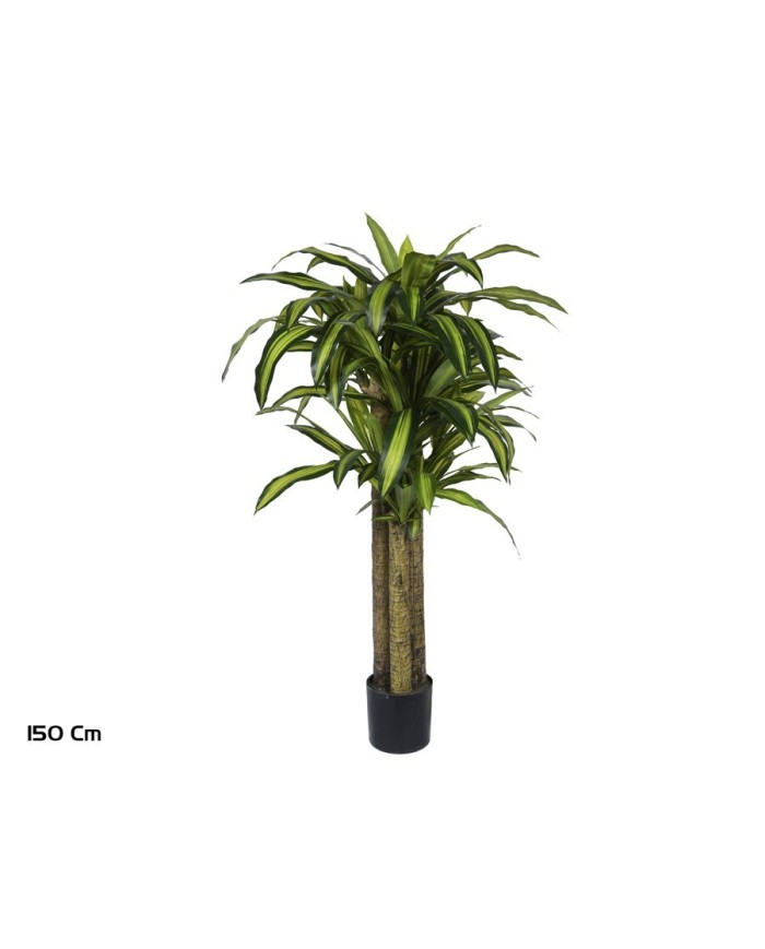 ARBOL DRACENA  X 3 150 CM